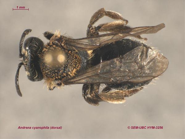 Photo of Andrena cyanophila by Spencer Entomological Museum